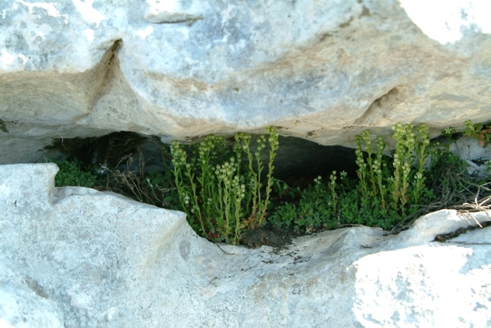 Sedum magellense / Borracina della Majella